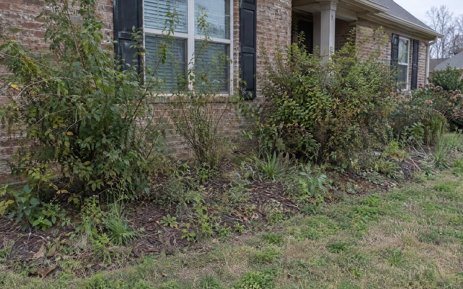 An overgrown front landscape bed before a clean-up and re-bed